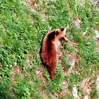Bear on a cliff