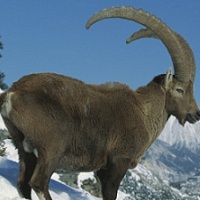 Ibex in Mountains